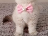 Mavi Gözlü Blue Point British Shorthair Yavrular