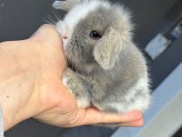 Safkan Evcil Yavru Tavşanlar Her İle Gönderim Var