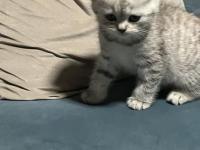 40 Günlük British Shorthair Bebişlerimiz Yeni Yuvalarını Arıyor