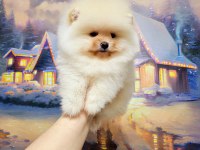 Pomeranian Boo Erkek Yavrum 2.5 Aylık