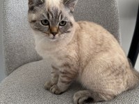 British Shorthair Ns24 Silver Tabby