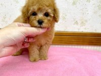 F2 maltipoo yavruları