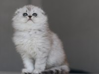 Full Şecereli Babadan Teslime Hazır Erkek British Longhair