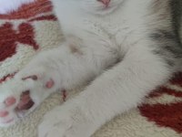 Scottish Fold Kedimiz Sahibini Arıyor