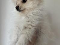 Pomeranian Spitz Yavrular