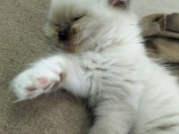 Erkek Uzun Tüy Mavi Göz British Kedimiz