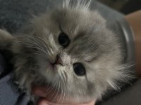 Erkek 55 Günlük Scottish Fold Yavru