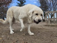 Çift Alabay Köpeklerimiz Sahiplendirilecektir