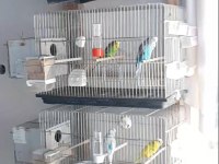 Komple takım muhabbet kuşlar