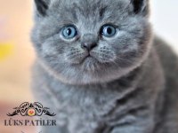 Kara kuzum gri british shorthair