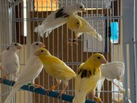 Üreticiden Halka Kanaryalar