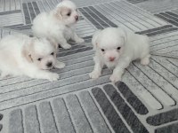 0 Numara Maltese Yavrularımız