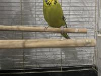 Spangel Taşıyıcı Jumbo Kırması Dişi Muhabbet Kuşu