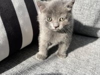 British Shorthair Bebek Kedimiz