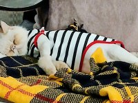 Kedimize Aile Olabilir Misiniz?