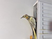 Sultan Papağanımız Sahiplendirilecek