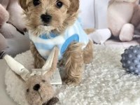 Mükemmel maltipoo yavrular