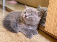 A kalite british shorthair bebekler