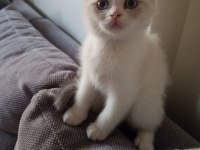 Erkek oyuncu kedimiz