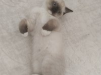 Küçük Minik Ragdoll Kalpler Ailelerini Sabırsızlıkla Bekliyor