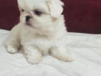 2 Aylık Pekingese Yavrular