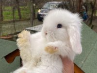 Evcil tavşan çiftliğinden hollanda lop tavşanı