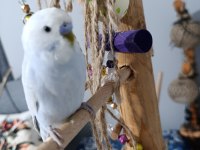 Çok Uyguna Verilecek Muhabbet Kuşlar