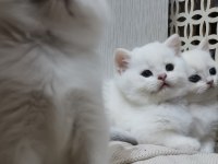 Scottish Straight Golden Point Erkek Kardeşler