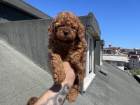 Red Brown Toy Poodle Yavrular