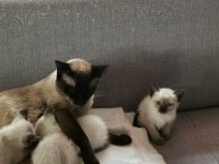 Mükemmel Güzellikte Siyam Kedisi Kızlarım