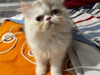 İran kedisi yavrularımız yeni yuvalarını arıyor