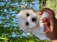 Mini Boy Maltese Bebekler