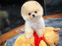 Teddy Bear Pomeranian Boo