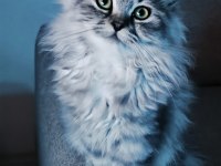 Pamuk gibi yün yumağı chinchilla yavrum