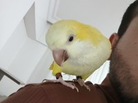 Monk keşiş lutino göz 2 yasında sarı renk