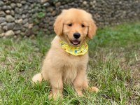 Sevimli golden retriever yavruları