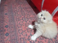 3 Ocak Doğumlu Scottish Fold Yavrumuz
