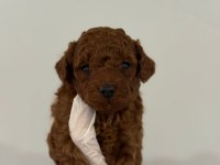 Erkek Ve Dişi Kore Toy Poodle
