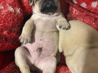 Muhteşem Pug Yavruları