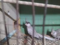 Bebek Wifi Sultan Papağanı Yavrular