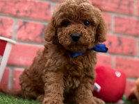 Safkan Toy Poodle Cinsi Yavrular