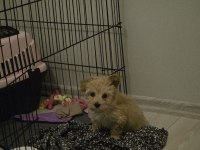 3 Aylık Maltipoo Yavrusu - Tüm Eşyalarıyla Birlikte