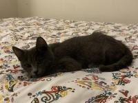 Sevgi Dolu Uysal Russian Blue