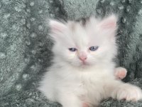 Scottish Fold Ve British Shorthair Yavrularımız