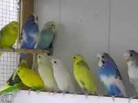 Hazır eşli takım muhabbet kuşlar