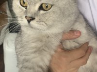 Kedimiz ücretsizdir ömürlük yuva