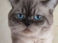 Safkan Üretim British Shorthair