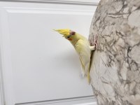 Sultan Papağanlar Sahiplendirilecektir