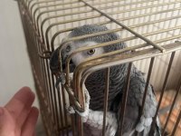 Meraklısına kayseri jako papağanı