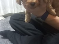 11 Aylık Erkek Toy Poodle